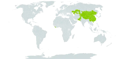 Axyris prostrata world distribution map, present in China, India, Kazakhstan, Kyrgyzstan, Liberia, Mongolia, Nepal, Pakistan, and Tajikistan