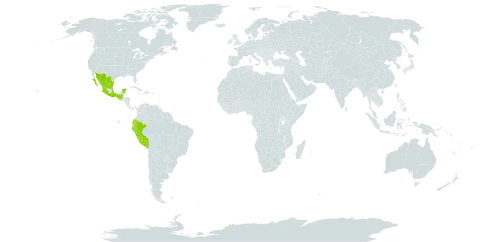 Ayenia pusilla world distribution map, present in Ecuador, Guatemala, Mexico, Peru, and United States Minor Outlying Islands