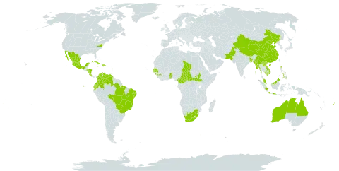 Azadirachta indica world distribution map, present in Anguilla, Antigua and Barbuda, Australia, Benin, Burkina Faso, Bangladesh, Brazil, Bhutan, Central African Republic, China, Cameroon, Colombia, Costa Rica, Cuba, Dominican Republic, Ecuador, Fiji, Micronesia (Federated States of), Guinea, Guadeloupe, Gambia, Honduras, Haiti, Indonesia, India, Iceland, Jamaica, Cambodia, Lao People's Democratic Republic, Sri Lanka, Maldives, Mexico, Myanmar, Montserrat, Mauritius, Malaysia, Nicaragua, Nepal, Pakistan, Philippines, Puerto Rico, Réunion, Senegal, Singapore, South Sudan, Chad, Togo, Trinidad and Tobago, United States of America, Venezuela (Bolivarian Republic of), Viet Nam, and South Africa