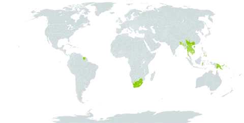 Azanza lampas world distribution map, present in Bangladesh, China, Fiji, Indonesia, India, Cambodia, Lao People's Democratic Republic, Sri Lanka, Myanmar, Nepal, Philippines, Papua New Guinea, Suriname, Thailand, Viet Nam, and South Africa