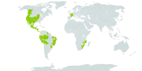 Azolla microphylla world distribution map, present in Bolivia (Plurinational State of), Brazil, Canada, Colombia, Costa Rica, Dominican Republic, Ecuador, France, Guatemala, Guyana, Honduras, Mexico, Mozambique, Nicaragua, Panama, Peru, El Salvador, eSwatini, United States of America, Venezuela (Bolivarian Republic of), and South Africa