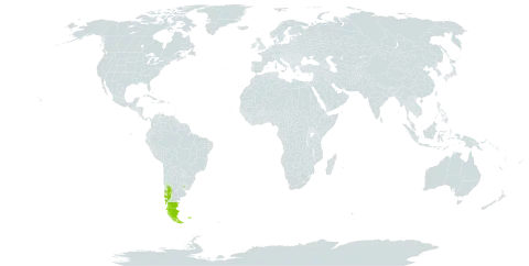 Azorella lycopodioides world distribution map, present in Argentina, Chile, Falkland Islands (Malvinas), and Uruguay