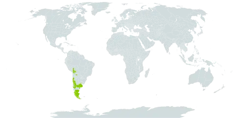 Azorella prolifera world distribution map, present in Argentina, Bolivia (Plurinational State of), Chile, and Uruguay