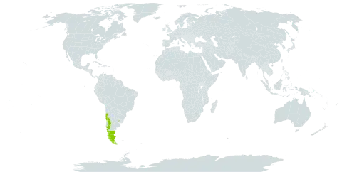 Azorella trifoliolata world distribution map, present in Argentina, Chile, and Uruguay