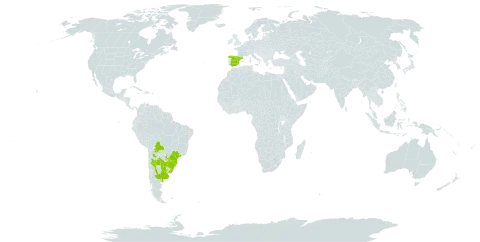 Baccharis articulata world distribution map, present in Argentina, Bolivia (Plurinational State of), Brazil, Spain, Paraguay, and Uruguay