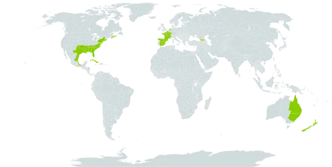 Baccharis halimifolia world distribution map, present in Australia, Bahamas, Canada, Cuba, Spain, France, United Kingdom of Great Britain and Northern Ireland, Georgia, Mexico, Netherlands, New Zealand, and United States of America