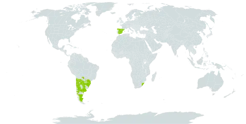 Baccharis pingraea world distribution map, present in Argentina, Brazil, Chile, Spain, Paraguay, Uruguay, and South Africa