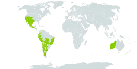 Baccharis salicifolia subsp. salicifolia world distribution map, present in Argentina, Australia, Bolivia (Plurinational State of), Brazil, Chile, Colombia, Ecuador, Honduras, Mexico, Peru, Paraguay, Uruguay, United States of America, and Venezuela (Bolivarian Republic of)