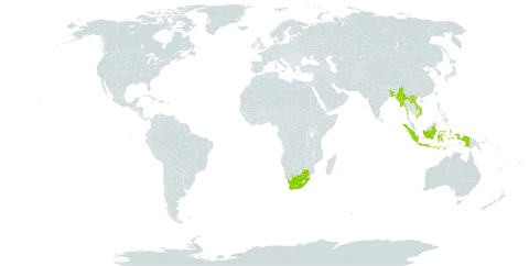 Bambusa balcooa world distribution map, present in Bangladesh, Indonesia, Lao People's Democratic Republic, Myanmar, Nepal, Viet Nam, and South Africa