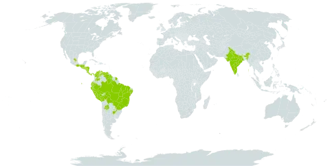 Banisteriopsis muricata world distribution map, present in Argentina, Bolivia (Plurinational State of), Brazil, Colombia, Costa Rica, Ecuador, Guatemala, French Guiana, Guyana, Honduras, India, Mexico, Nicaragua, Panama, Peru, Paraguay, El Salvador, and Venezuela (Bolivarian Republic of)