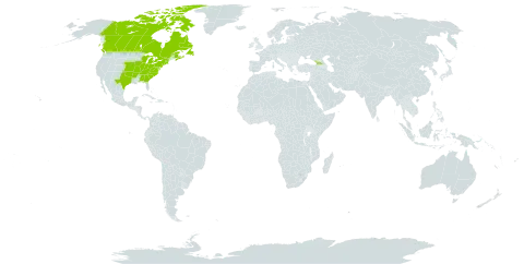 Baptisia australis world distribution map, present in Canada, Georgia, and United States of America