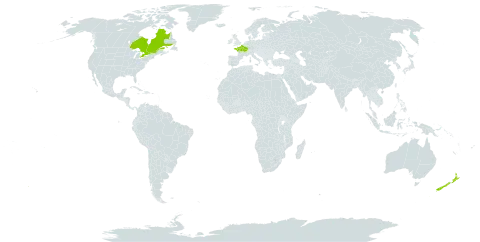 Barbarea stricta world distribution map, present in Canada, France, and New Zealand