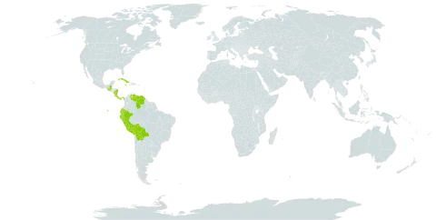 Barbosella prorepens world distribution map, present in Bolivia (Plurinational State of), Costa Rica, Cuba, Dominica, Ecuador, Guatemala, Jamaica, Nicaragua, Panama, Peru, and Venezuela (Bolivarian Republic of)