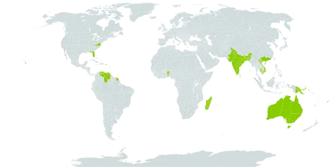 Barleria lupulina world distribution map, present in Antigua and Barbuda, Australia, Benin, Burkina Faso, Bangladesh, Bahamas, Barbados, China, Dominica, Fiji, Grenada, French Guiana, India, Jamaica, Cambodia, Saint Lucia, Sri Lanka, Madagascar, Montserrat, Martinique, Mauritius, Papua New Guinea, Puerto Rico, Réunion, Singapore, Trinidad and Tobago, United States of America, Saint Vincent and the Grenadines, Venezuela (Bolivarian Republic of), and Viet Nam