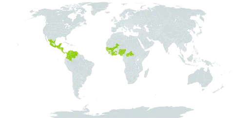 Barleria oenotheroides world distribution map, present in Belize, Central African Republic, Côte d'Ivoire, Colombia, Costa Rica, Ghana, Guinea, Guinea-Bissau, Guatemala, Honduras, Mexico, Mali, Nigeria, Nicaragua, Panama, Senegal, Sierra Leone, El Salvador, and Venezuela (Bolivarian Republic of)