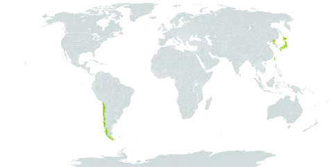 Barnardia japonica world distribution map, present in Chile, Japan, Korea (Democratic People's Republic of), and Taiwan, Province of China