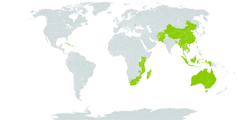 Barringtonia world distribution map, present in Afghanistan, Andorra, Australia, Bangladesh, China, Cook Islands, Comoros, Cuba, Cayman Islands, Dominica, Fiji, Haiti, Indonesia, Kenya, Lao People's Democratic Republic, Moldova (Republic of), Madagascar, Maldives, Myanmar, Mozambique, Mauritius, Nauru, Pakistan, Philippines, Puerto Rico, Réunion, Solomon Islands, Seychelles, Thailand, Tonga, Tuvalu, Taiwan, Province of China, Tanzania, United Republic of, United States of America, Viet Nam, Vanuatu, Wallis and Futuna, Samoa, and South Africa