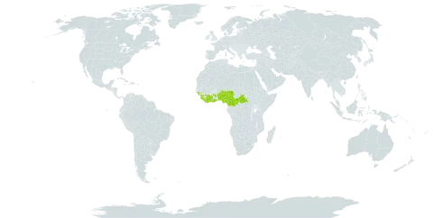 Barteria pubescens world distribution map, present in Benin, Burkina Faso, Central African Republic, Côte d'Ivoire, Cameroon, Ghana, Guinea, Guinea-Bissau, Liberia, Nigeria, and Sierra Leone