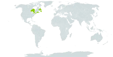 Bartonia paniculata subsp. iodandra world distribution map, present in Canada, France, Saint Pierre and Miquelon, and United States of America