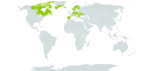 Bartsia alpina world distribution map, present in Albania, Andorra, Austria, Bulgaria, Bosnia and Herzegovina, Canada, Switzerland, Czech Republic, Germany, Spain, Finland, France, United Kingdom of Great Britain and Northern Ireland, Greenland, Croatia, Iceland, Italy, Liechtenstein, Montenegro, Norway, Poland, Paraguay, Romania, Serbia, Slovakia, Slovenia, Sweden, and Ukraine