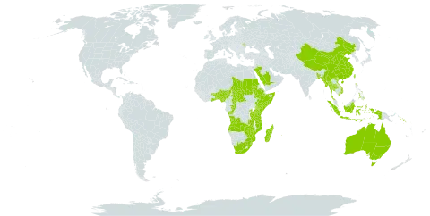 Basilicum world distribution map, present in Angola, Australia, Benin, Burkina Faso, Bangladesh, Central African Republic, China, Congo, Comoros, Ethiopia, Ghana, Indonesia, Kenya, Moldova (Republic of), Madagascar, Myanmar, Mozambique, Mauritius, Nigeria, Philippines, Rwanda, Saudi Arabia, Sudan, Solomon Islands, Somalia, eSwatini, Chad, Togo, Thailand, Taiwan, Province of China, Tanzania, United Republic of, Uganda, Viet Nam, South Africa, Zambia, and Zimbabwe