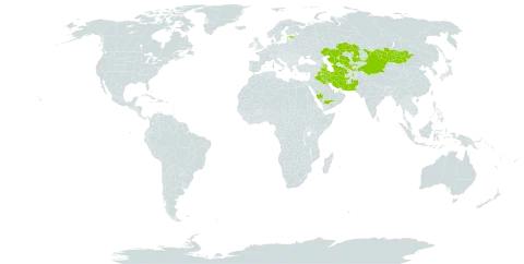 Bassia eriophora world distribution map, present in Afghanistan, Azerbaijan, Bahrain, China, Estonia, Iran (Islamic Republic of), Iraq, Israel, Kazakhstan, Kuwait, Mongolia, Pakistan, Qatar, Saudi Arabia, Tajikistan, Turkmenistan, and Uzbekistan