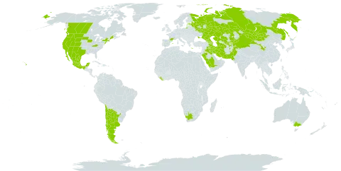 Bassia hyssopifolia world distribution map, present in Afghanistan, Argentina, Armenia, Australia, Azerbaijan, Canada, Chile, China, Spain, Estonia, France, Georgia, Greece, Iran (Islamic Republic of), Iraq, Kazakhstan, Kyrgyzstan, Liberia, Mexico, Mongolia, Pakistan, Russian Federation, Saudi Arabia, Tajikistan, Turkmenistan, Ukraine, United States of America, Uzbekistan, and South Africa