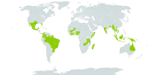 Bauhinia monandra world distribution map, present in Angola, Australia, Burundi, Bonaire, Sint Eustatius and Saba, Bangladesh, Brazil, Côte d'Ivoire, Cook Islands, Colombia, Fiji, Ghana, French Guiana, Indonesia, India, Liberia, Sri Lanka, Madagascar, Mexico, Mali, Myanmar, Northern Mariana Islands, Mauritius, Malaysia, Nigeria, Niue, Panama, Papua New Guinea, Sierra Leone, Somalia, Thailand, Tonga, Tanzania, United Republic of, United States of America, Viet Nam, and Zambia