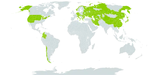 Beckmannia world distribution map, present in Albania, Austria, Bulgaria, Belarus, Chile, China, Colombia, Czech Republic, Germany, Greece, Hungary, Iran (Islamic Republic of), Italy, Japan, Kazakhstan, Kyrgyzstan, Montenegro, Netherlands, Norway, Korea (Democratic People's Republic of), Romania, Russian Federation, Turks and Caicos Islands, Turkmenistan, Ukraine, United States of America, and Uzbekistan