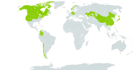 Beckmannia syzigachne world distribution map, present in Austria, Canada, Chile, China, Colombia, Czech Republic, Germany, Japan, Kazakhstan, Kyrgyzstan, Montenegro, Netherlands, Norway, Korea (Democratic People's Republic of), and United States of America