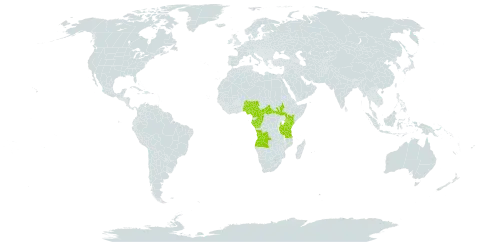 Begonia eminii world distribution map, present in Angola, Central African Republic, Cameroon, Congo, Gabon, Equatorial Guinea, Kenya, Nigeria, South Sudan, Tanzania, United Republic of, and Uganda