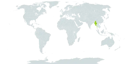 Begonia hymenophylloides world distribution map, present in China and Myanmar