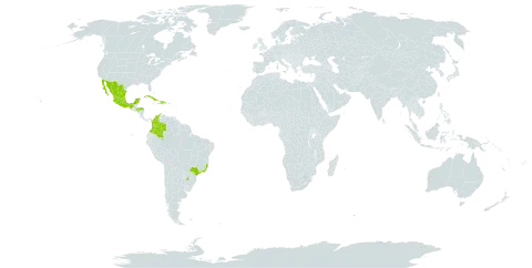 Begonia maculata world distribution map, present in Argentina, Brazil, Colombia, Cuba, Dominican Republic, Honduras, Haiti, and Mexico