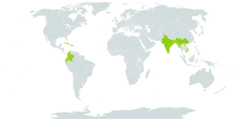 Begonia rex world distribution map, present in Bangladesh, China, Colombia, Cuba, Dominican Republic, Ecuador, Fiji, Haiti, India, Myanmar, Taiwan, Province of China, and Viet Nam