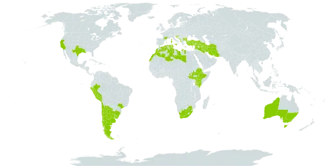 Bellardia trixago world distribution map, present in Albania, Argentina, Australia, Bulgaria, Bosnia and Herzegovina, Brazil, Chile, Cyprus, Algeria, Spain, Ethiopia, France, Gibraltar, Greece, Croatia, Iran (Islamic Republic of), Iraq, Israel, Italy, Kenya, Lebanon, Libya, Morocco, North Macedonia, Montenegro, Peru, Portugal, Réunion, Serbia, South Sudan, Syrian Arab Republic, Tunisia, Turkey, Uruguay, United States of America, and South Africa