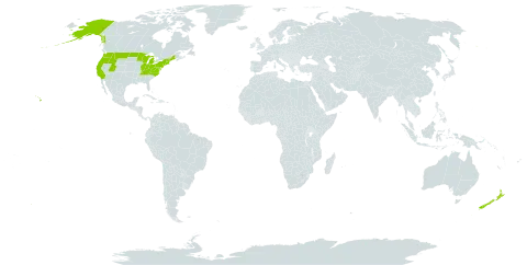 Bellis world distribution map, present in New Zealand and United States of America