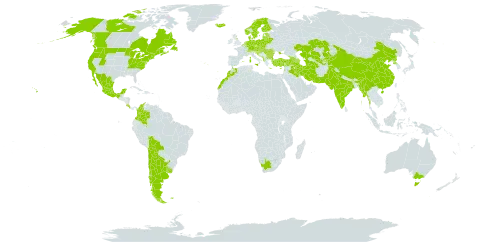 Bellis perennis world distribution map, present in Afghanistan, Albania, Andorra, Argentina, Armenia, Australia, Austria, Azerbaijan, Belgium, Bulgaria, Bosnia and Herzegovina, Belarus, Bolivia (Plurinational State of), Canada, Switzerland, Chile, China, Colombia, Costa Rica, Cyprus, Czech Republic, Germany, Denmark, Spain, Estonia, Finland, Falkland Islands (Malvinas), France, United Kingdom of Great Britain and Northern Ireland, Georgia, Greece, Croatia, Hungary, India, Iran (Islamic Republic of), Iraq, Iceland, Israel, Italy, Kazakhstan, Kyrgyzstan, Lebanon, Liechtenstein, Lithuania, Luxembourg, Latvia, Morocco, Moldova (Republic of), Mexico, North Macedonia, Malta, Myanmar, Montenegro, Netherlands, Norway, New Zealand, Pakistan, Poland, Korea (Democratic People's Republic of), Portugal, Romania, Russian Federation, Saint Helena, Ascension and Tristan da Cunha, Serbia, Slovakia, Slovenia, Sweden, Tajikistan, Turkmenistan, Turkey, Ukraine, Uruguay, United States of America, Uzbekistan, and South Africa