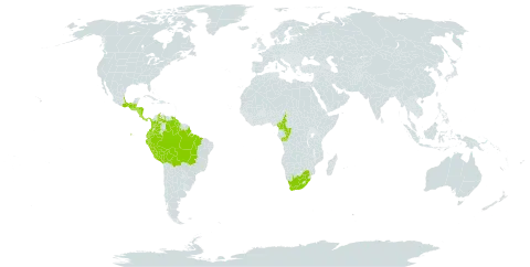 Bellucia pentamera world distribution map, present in Belize, Bolivia (Plurinational State of), Brazil, Cameroon, Congo, Colombia, Costa Rica, Ecuador, Guatemala, Guyana, Honduras, Mexico, Nicaragua, Panama, Peru, Venezuela (Bolivarian Republic of), and South Africa