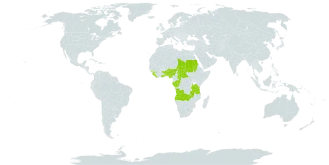 Belonophora coffeoides world distribution map, present in Angola, Benin, Central African Republic, Congo, Gabon, Ghana, Guinea, Liberia, Nigeria, Sudan, Sierra Leone, Chad, Togo, Tanzania, United Republic of, Uganda, and Zambia