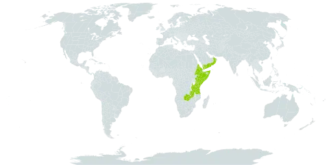 Berberis holstii world distribution map, present in Eritrea, Ethiopia, Kenya, Malawi, Oman, Somalia, Tanzania, United Republic of, Uganda, Yemen, and Zambia