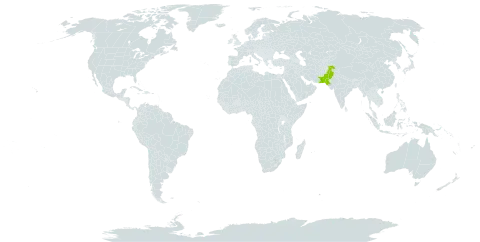 Berberis pseudumbellata world distribution map, present in Pakistan