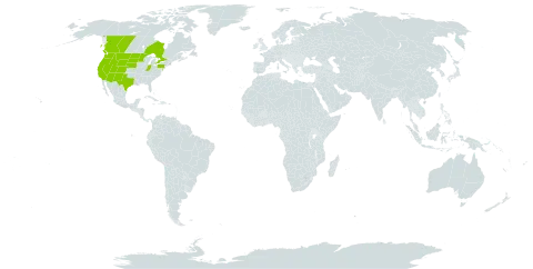 Berberis repens world distribution map, present in Canada and United States of America