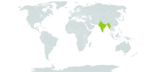 Berberis victoriana world distribution map, present in India and Myanmar