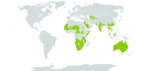 Bergia ammannioides world distribution map, present in Afghanistan, Angola, Anguilla, Argentina, Australia, Burkina Faso, Bangladesh, Botswana, Central African Republic, China, Spain, India, Israel, Japan, Kenya, Sri Lanka, Mali, Mozambique, Mauritania, Malawi, Malaysia, Namibia, Niger, Nepal, Pakistan, Philippines, Saudi Arabia, Sudan, Senegal, Somalia, South Sudan, Chad, Thailand, Tajikistan, Turkmenistan, Timor-Leste, Taiwan, Province of China, Tanzania, United Republic of, Uzbekistan, Viet Nam, South Africa, Zambia, and Zimbabwe