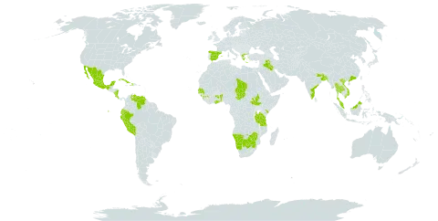 Bergia capensis world distribution map, present in Azerbaijan, Benin, Bonaire, Sint Eustatius and Saba, Burkina Faso, Bangladesh, Botswana, China, Costa Rica, Cuba, Ecuador, Spain, Ghana, Guinea, Gambia, Greece, Haiti, India, Iraq, Kenya, Sri Lanka, Mexico, Myanmar, Malaysia, Namibia, Nicaragua, Peru, Senegal, South Sudan, eSwatini, Chad, Thailand, Tanzania, United Republic of, Venezuela (Bolivarian Republic of), Viet Nam, South Africa, and Zimbabwe