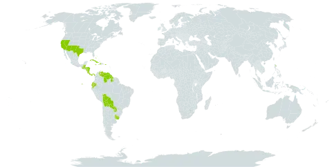 Bernardia world distribution map, present in Bahamas, Belize, Bolivia (Plurinational State of), Costa Rica, Cuba, Cayman Islands, Dominica, Ecuador, Guatemala, Guyana, Honduras, Haiti, Jamaica, Nicaragua, Panama, Puerto Rico, Paraguay, Uruguay, United States of America, and Venezuela (Bolivarian Republic of)