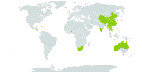 Berrya cordifolia world distribution map, present in Australia, Benin, Bangladesh, China, Cuba, Fiji, Equatorial Guinea, Honduras, Indonesia, India, Cambodia, Lao People's Democratic Republic, Sri Lanka, Myanmar, Martinique, Malaysia, Philippines, Seychelles, Thailand, Taiwan, Province of China, Viet Nam, and South Africa