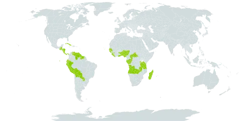 Bertiera world distribution map, present in Angola, Benin, Belize, Bolivia (Plurinational State of), Central African Republic, Congo, Cabo Verde, Costa Rica, Cuba, Dominica, Ecuador, Gabon, Ghana, Guinea, Guinea-Bissau, Guatemala, Guyana, Honduras, Liberia, Madagascar, Mauritius, Nigeria, Nicaragua, Panama, Peru, Paraguay, Réunion, Rwanda, Senegal, Sierra Leone, Suriname, Togo, Tanzania, United Republic of, Uganda, Venezuela (Bolivarian Republic of), and Zambia