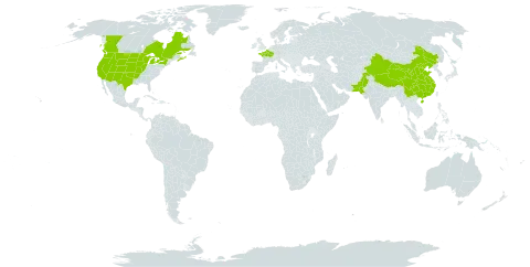 Berula erecta world distribution map, present in Canada, China, France, Pakistan, and United States of America