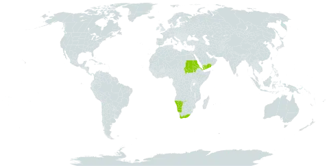 Berula thunbergii world distribution map, present in Eritrea, Namibia, Sudan, Yemen, and South Africa